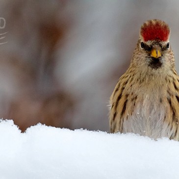 A Common Redpoll bird pops up from a snowbank, its red cap vibrant against the white snow. Several flakes fly up around its speckled breast.