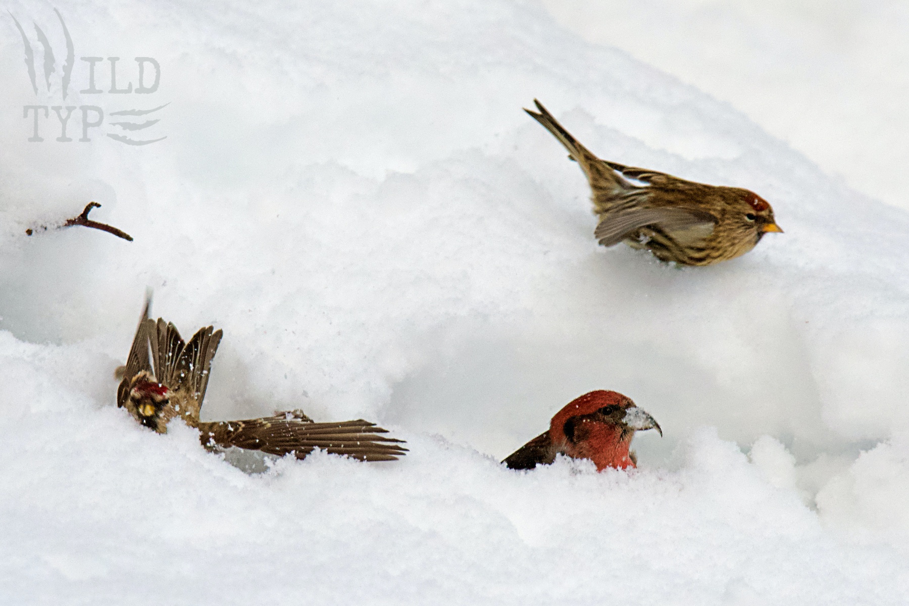 Two Common Redpolls and a male White-Winged Crossbill tunnel in a snowbank. One of the redpolls slides down the bank on its belly, while another flops with wings splayed. The crossbill's pink head pops up from a snow cave.