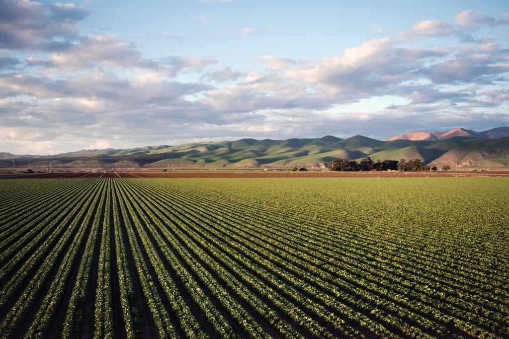 A farm in California's Central Coast. Neat green rows stretch toward low hills on the horizon, under a cloud-scudded sky.