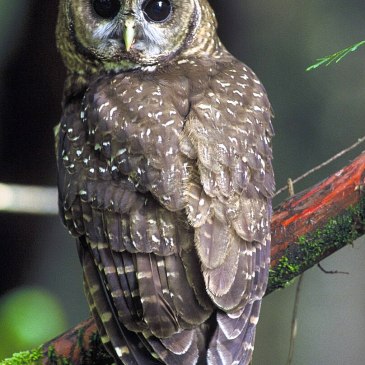 Spotted Owl
