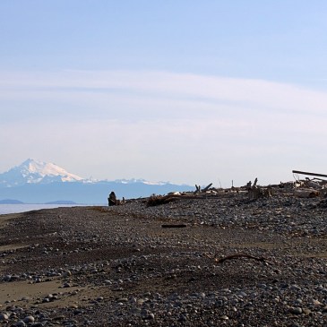 A silhouetted figure stands atop beach logs on Dungeness Spir. Mt Rainier rises misty blue in the background.