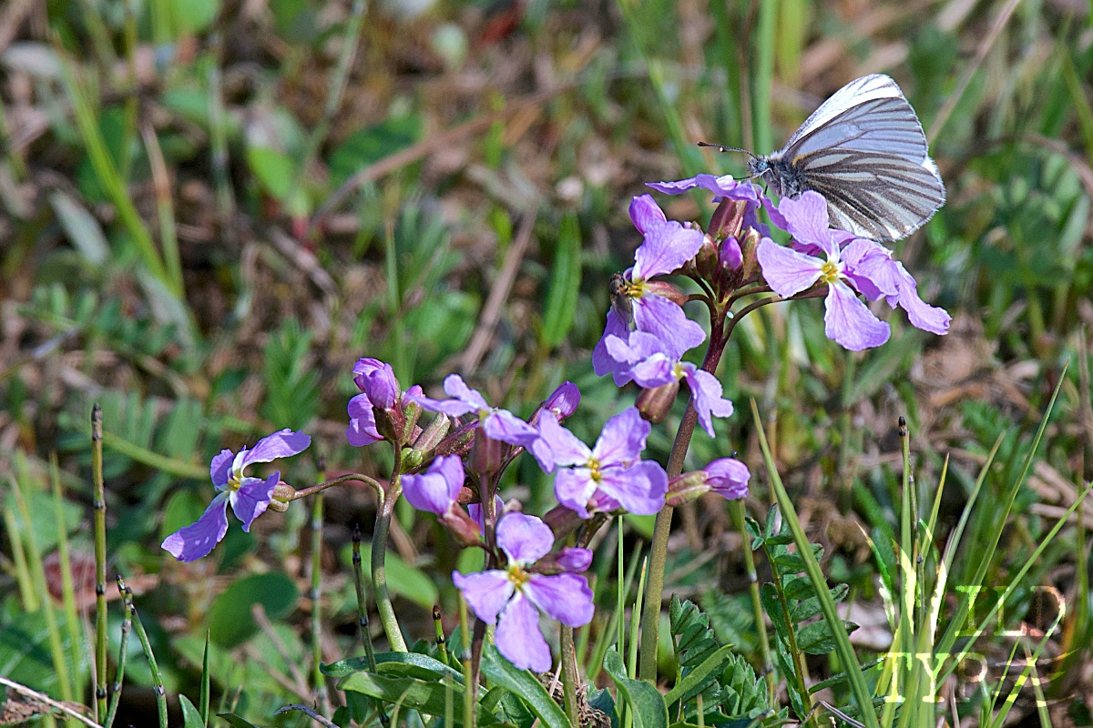 An Arctic White butterfly perches on a violet-like flower growing from the tundra.