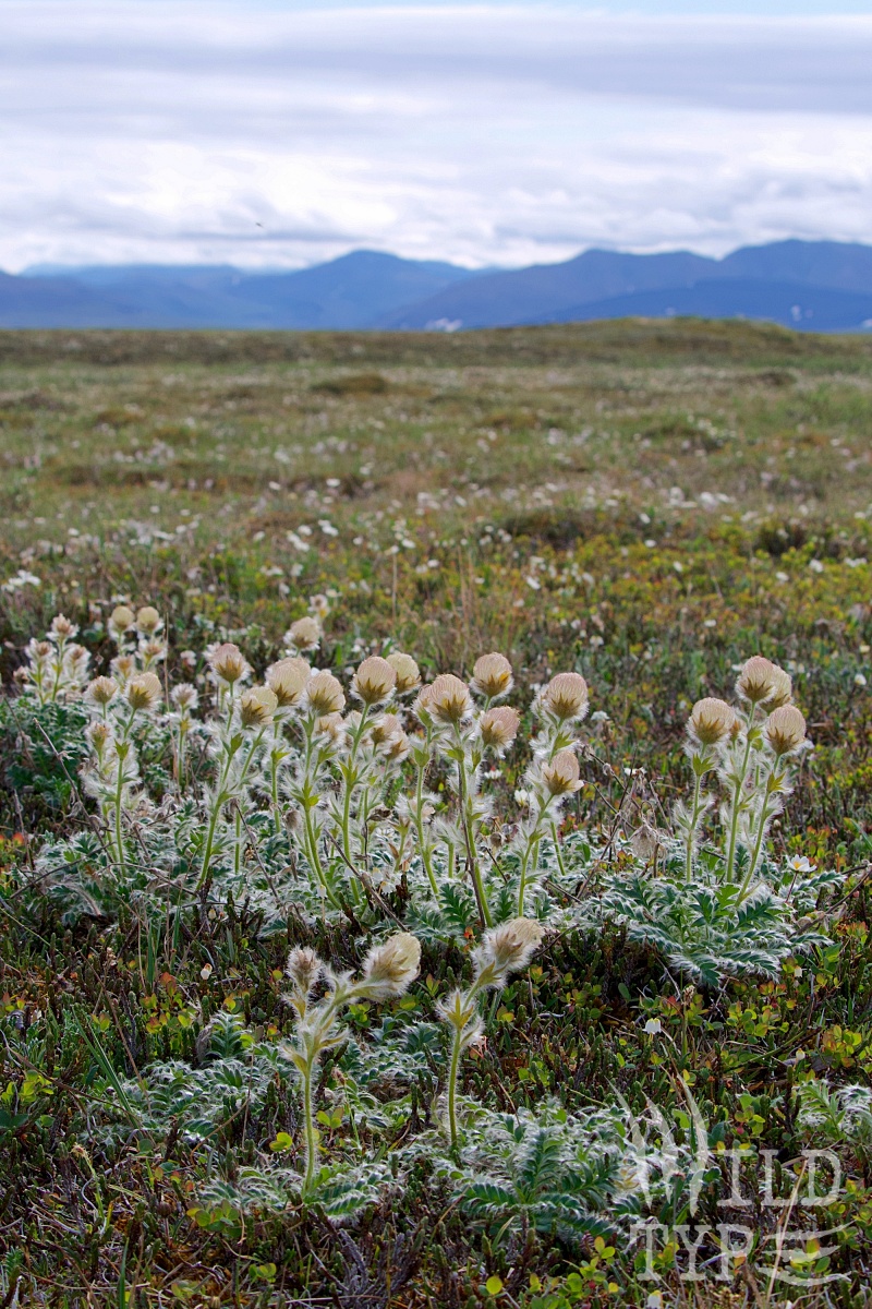 In the foreground, fuzzy glacier avens bob in an Arctic breeze. Tundra stretches out beyond the flowers to shadowy blue mountains on the horizon.