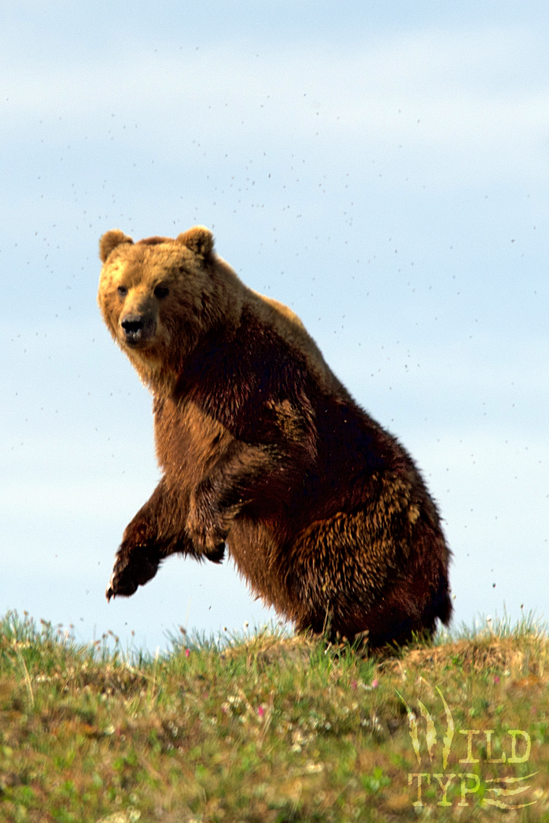 A large grizzly bear on its hind legs, framed against the sky as it peers over a bluff. Clouds of insects speckle the air around it. Brilliant sunshine brings out gold and copper tones in the bear's lush coat.