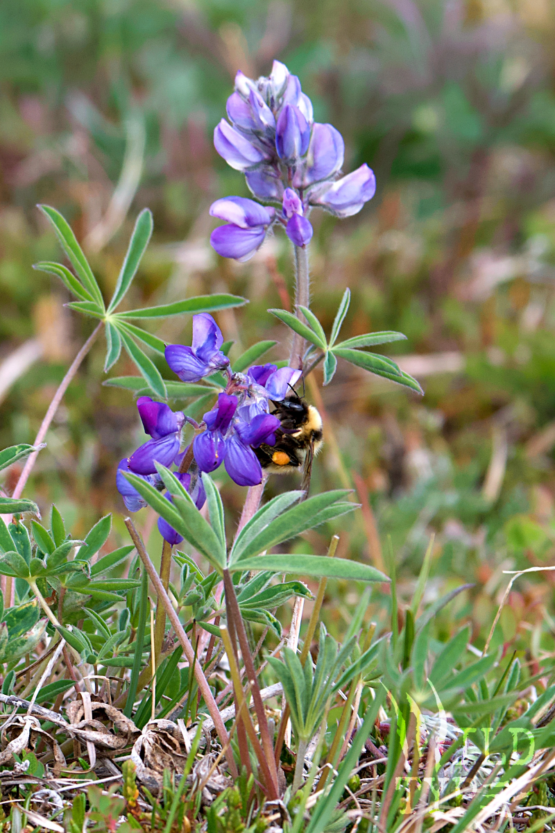 An Arctic bumblebee crawls across a purple lupine flower.