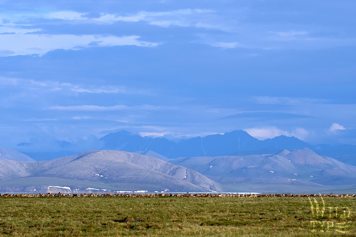 A wide landscape shot of the Brooks Range. Mountains speckled with snow punch into the low blue clouds. Caribou line the horizon between mountains and tundra, a thick and unbroken line of animals across the image.