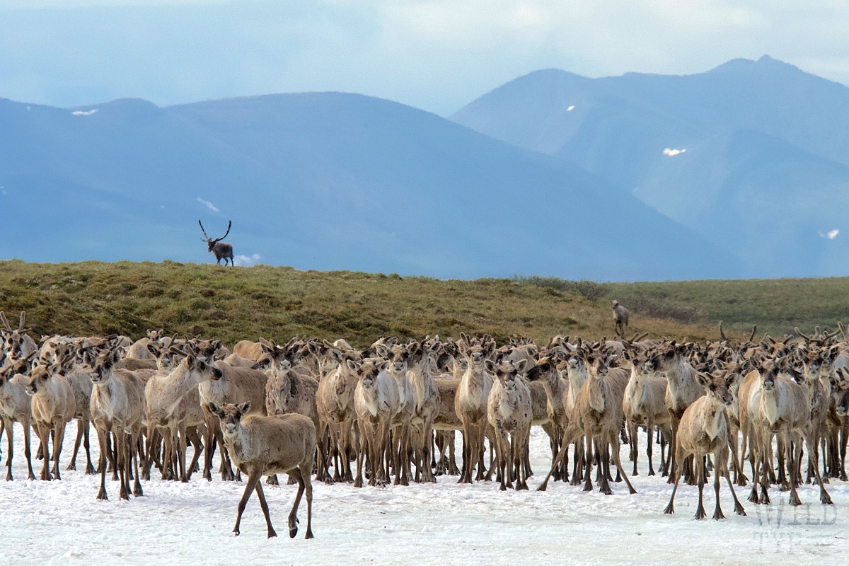 A herd of caribou stands on an ice shelf, staring directly at the viewer. On a rise in the midground stands a lone bull with massive antlers, silhouetted against the distand blue mountains.