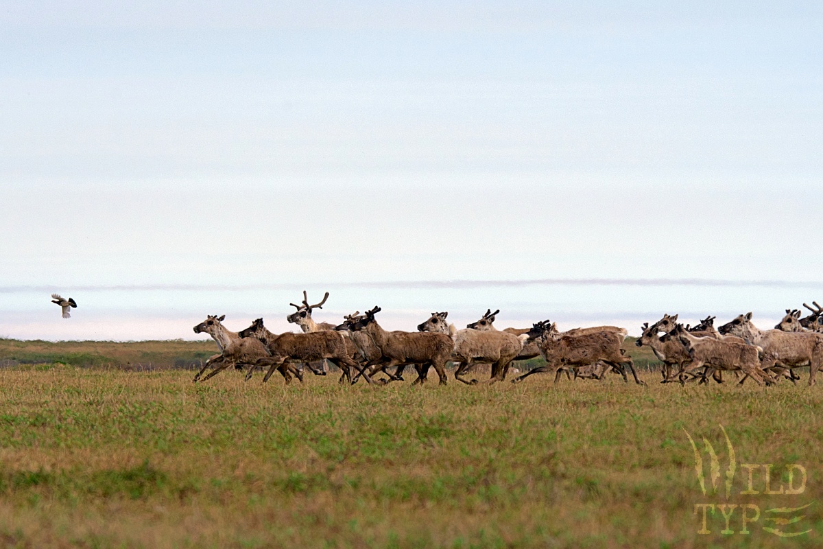 A herd of caribou races across the tundra, scaring a lone ptarmigan in front of them.