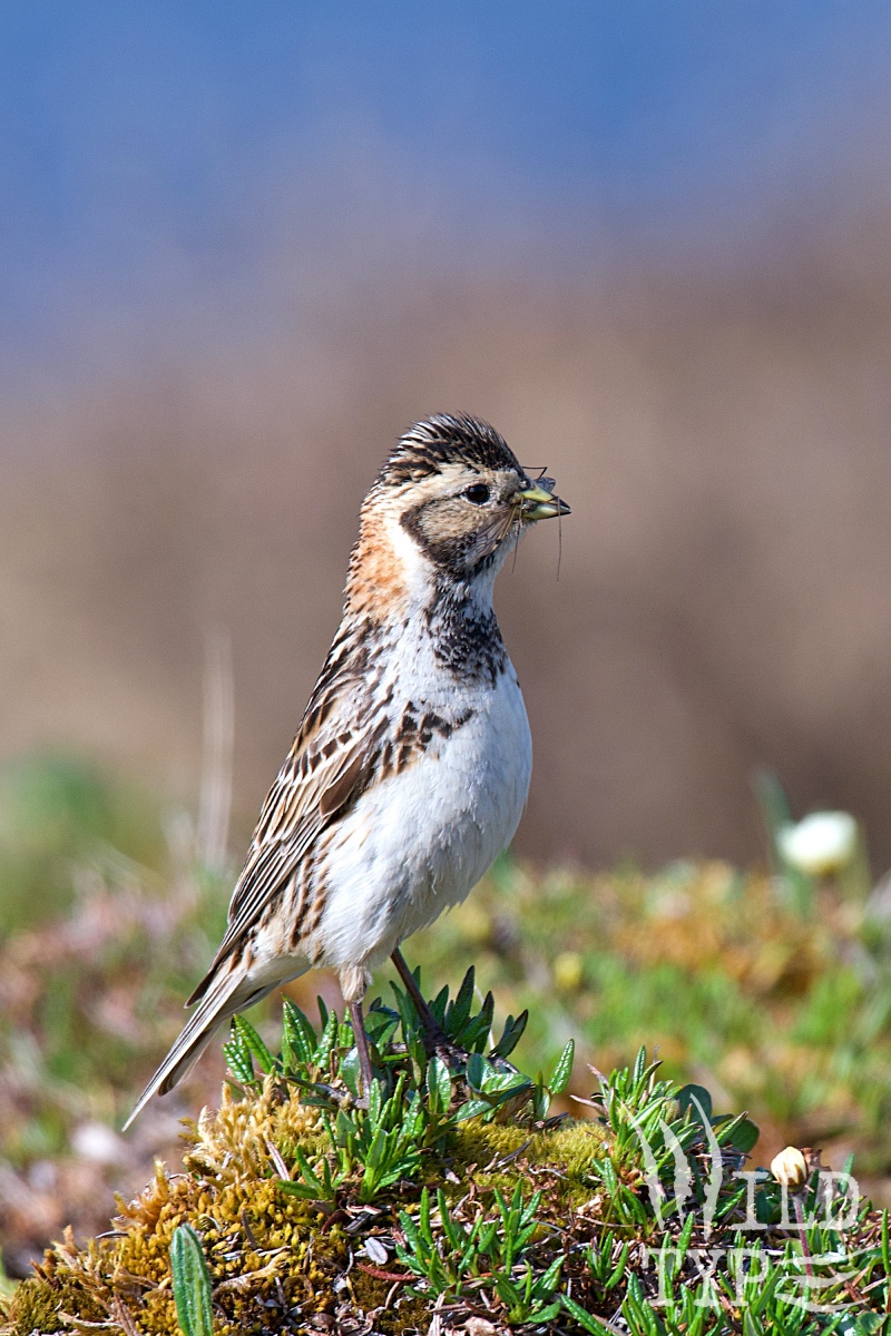 A Lapland longspur bird, similar in color to a large sparrow, stand alert on mossy ground with an insect dangling from its beak.