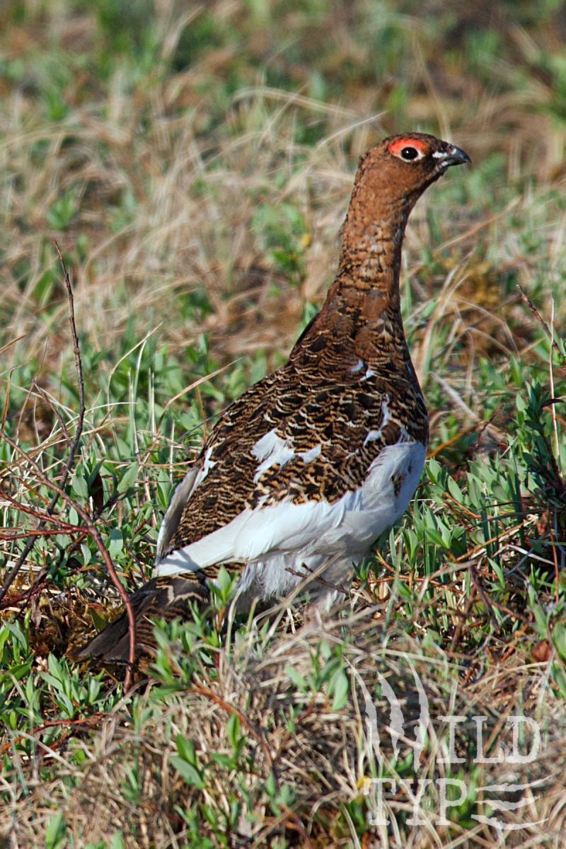 A male willow ptarmigan--a grouse-like bird with a white breast, brown back, and red eyebrow--stands on the tundra and glances disapprovingly over its shoulder at the viewer.