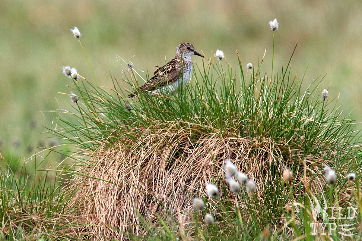 A small semipalmated sandpiper stands in a tussock, amid cottongrass stalks with puffy white tips.