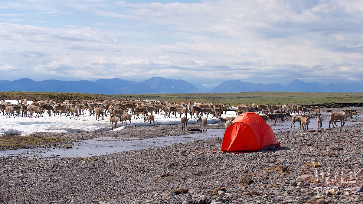 Caribou swarm across an Arctic gravel bar in front of a small red tent. Tundra stretches out behind them toward a line of distant blue mountains. Clouds streak the vast northern sky.